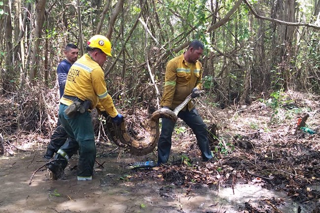 Brigadistas rescatan una serpiente en medio del incendio en el Parque Isla Salamanca.