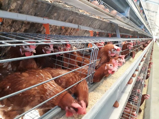 La certificación de las granjas permitirá prevenir la aparición de enfermedades y, de esta manera, proteger el sector avícola del país.