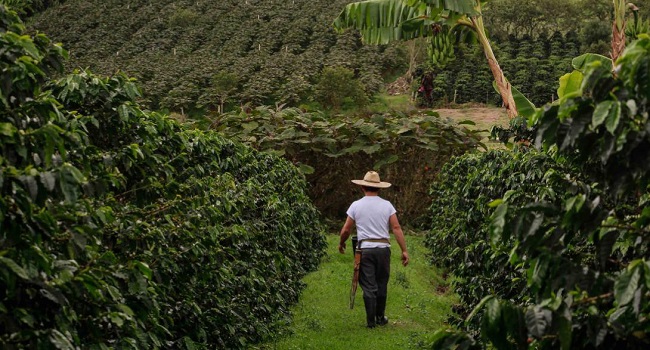 Por fortuna, gracias a la renovación de cafetales, más del 83% del área en Colombia está sembrada con variedades resistentes a la roya, enfermedad que se ve favorecida por la mayor humedad de La Niña.