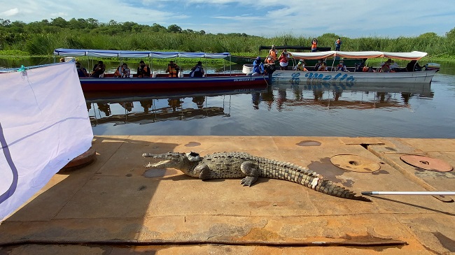 Liberación de caimán aguja en la Ciénaga Grande de Santa Marta. Foto: Corpamag.