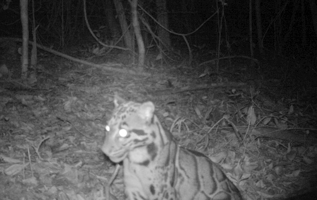 Imagen facilitada por el Departamento de Parques Naturales de Tailandia que muestra una pantera nebulosa, una elusiva especie amenazada del Sudeste Asiático y que se creyó extinta en la isla de Taiwán.