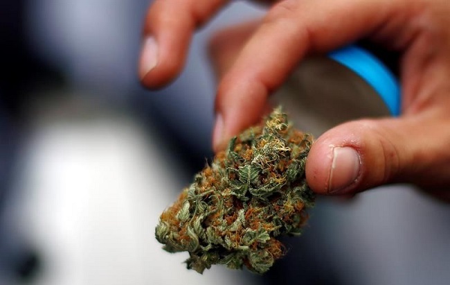 Esta iniciativa es una apuesta con la cual Hemp Textiles espera echar por tierra el estigma de la planta y aumentar sus exportaciones a Estados Unidos. EFE