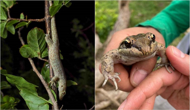 Los Institutos Humboldt y Sinchi han registrado varias especies de reptiles y anfibios endémicas durante los primeros días de la expedición Cangrejo Negro. 