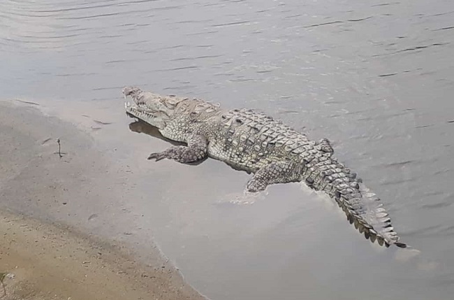 Caimán aguja en el Parque Tayrona. Fotos: Parques Nacionales.
