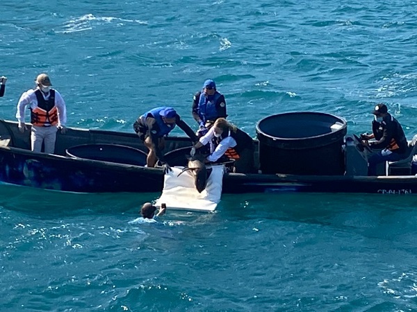 Las tortugas fueron entregadas por pescadores luego de quedar atrapadas en las redes de pesca en el 2020.