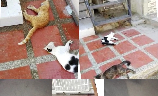 Indignación por parte de la dueña del albergue por el nuevo caso de envenenamiento masivo de gatos en el sector de La Paz. 