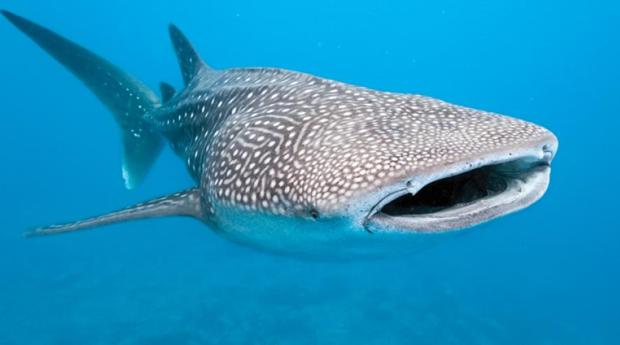 Este pez de imponente tamaño, en promedio mide 12 metros, sin embargo, puede llegar a los 20 metros de longitud por lo que es considerado el pez más grande del mundo.