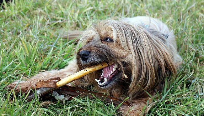 Es importante acostumbrar desde cachorros a los perros y gatos al cepillado.