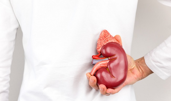La diabetes, la enfermedad cardiovascular, la obesidad, la hipertensión arterial y el tabaquismo son los principales enemigos de los riñones.