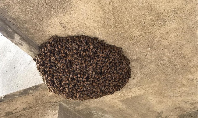 Este tipo de insectos son conocidos por su comportamiento agresivo. Foto de referencia.
