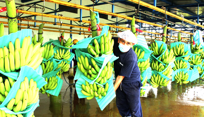 El Foro Bananero en su versión 2022, abordará los temas más relevantes por los que atraviesa el sector y que son calificados como desafíos globales.