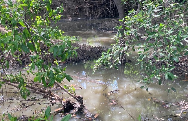 Alma Clara García, directora de ‘Samarios Sí Podemos’ denunció la alta contaminación en la que se encuentran los manglares de Playa Dormida