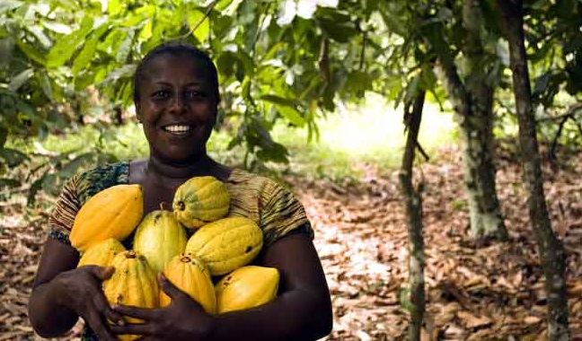 Actualmente, el cultivo de cacao se ubica geográficamente en África Occidental, América Central, América del Sur y Asia.