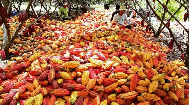 Se estima la exportación anual de 745 toneladas métricas de cacao a mercados de Europa y Estados Unidos, con un valor de 985 millones de dólares.