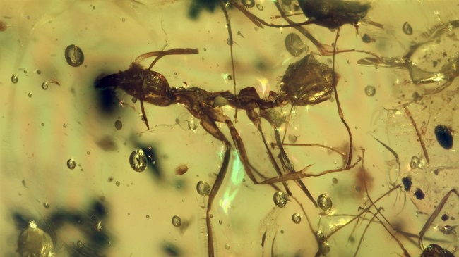 Schismiscapus exstinctum, una especie de hormiga nunca antes registrada y actualmente extinta.