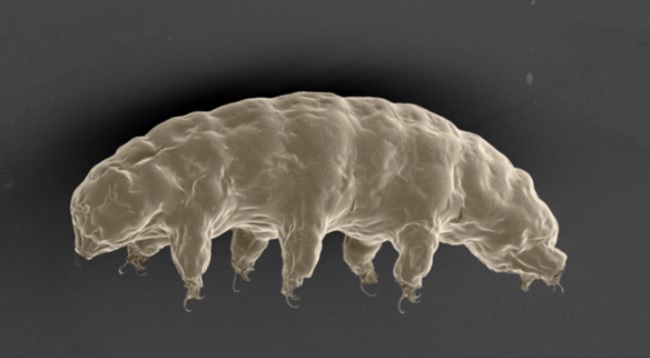 magen de un tardígrado captado por un microscopio electrónico. EFE
