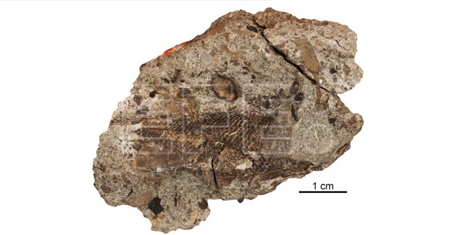 Cráneo y cintura escapular de Palaeoneiros clackorum. EFE