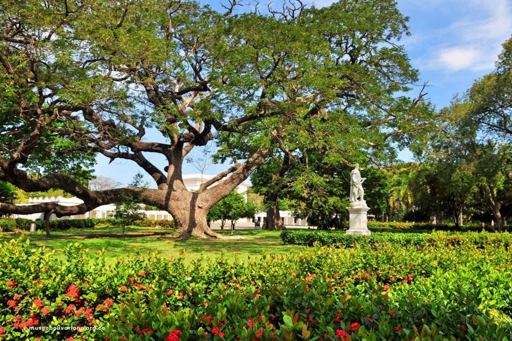 Foto archivo: Árboles centenarios en la Quinta de San Pedro