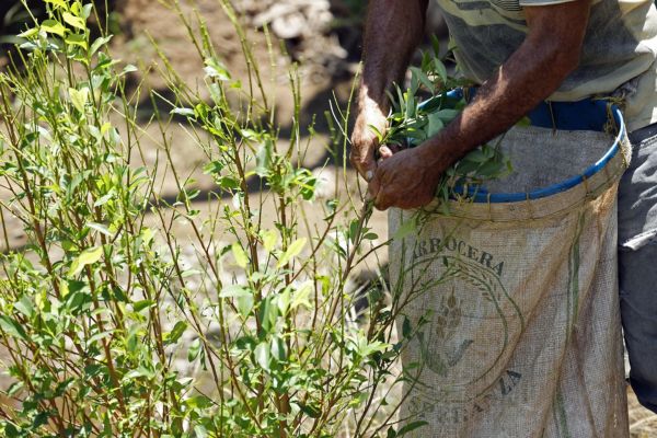 Un hombre raspa hoja de coca en un campo de cultivo en Unguía, Chocó (Colombia), en una fotografía de archivo. EFE/Mauricio Dueñas Castañeda.