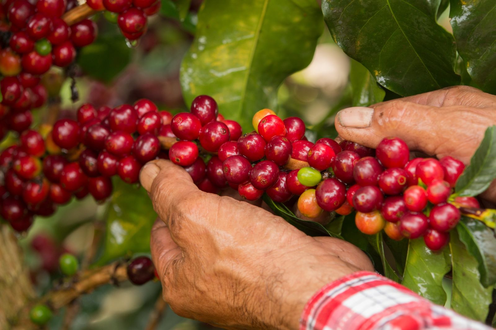 Foto Federación Nacional de Cafeteros de Colombia. 