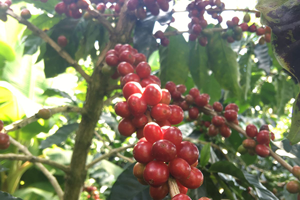 Granos de café cultivados en la Sierra Nevada de Santa Marta. Foto derechos reservados EL INFORMADOR.