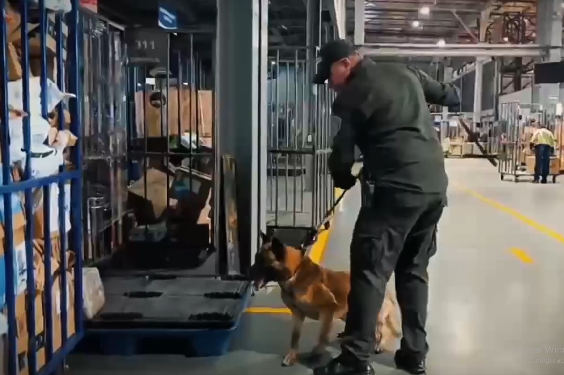 La canina Kira, en medio de su labor de detección del cargamento de marihuana en el Aeropuerto El Dorado de Bogotá. Foto captura video X Policia Bogotá