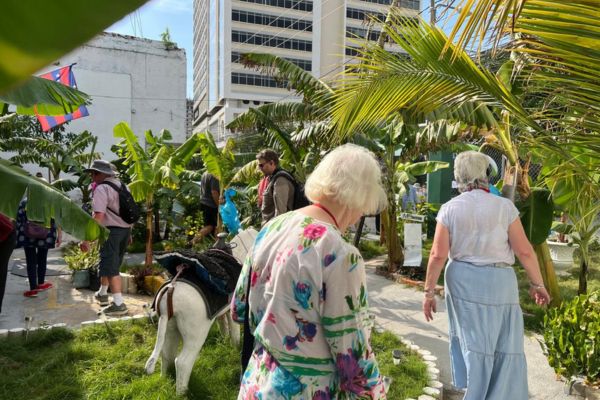 Los cruceristas recorriendo el patio rodeado de siembra de bananos. Foto Museo del Banano