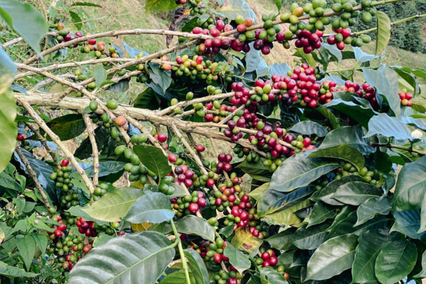  Racimos de cacao listos para ser procesados. Foto EL INFORMADOR