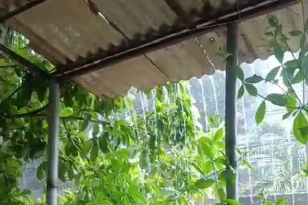 Captura de pantalla de video cortesía 