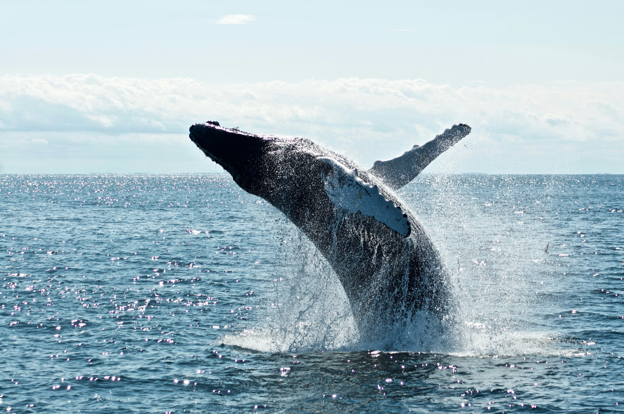 Ballenas y delfines, bajo presión: el llamado global por su conservación