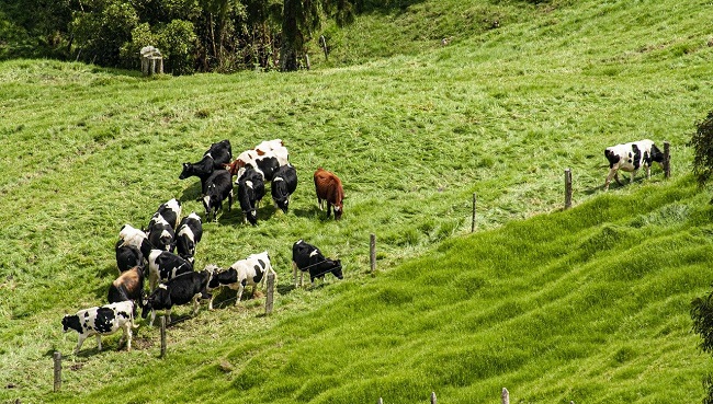 Colombia cuenta con 29,3 millones de cabezas de ganado, sector que aporta el 1,6 % al PIB del país y contribuye con el 48,7 % del PIB pecuario nacional.