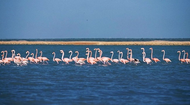 Observar a los flamencos rosados, es una posibilidad, si visitas la Boca de Camarones.