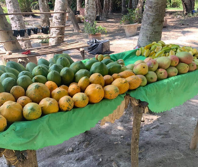 Papayas, mangos y torombolos son algunas de las frutas que podrá encontrar para comprar o degustar una deliciosa ensalada. 