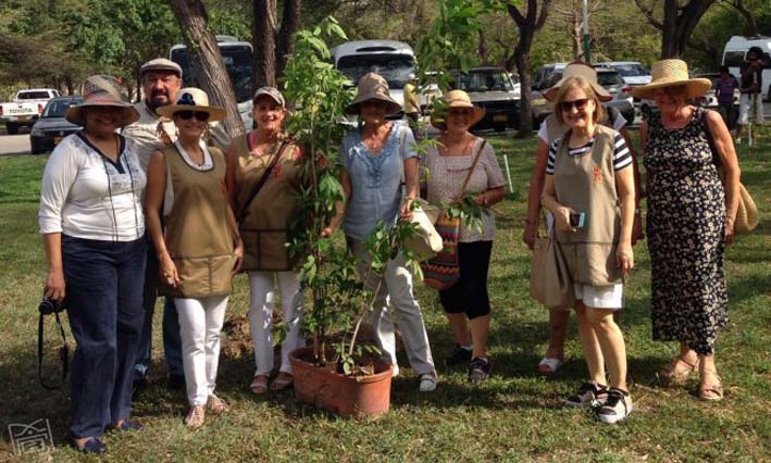 El Club de Jardinería de Santa Marta, recientemente sembró dos especies de macurutú en la Quinta de San Pedro Alejandrino, es una de las instituciones que se suma a la protección del árbol samario. 