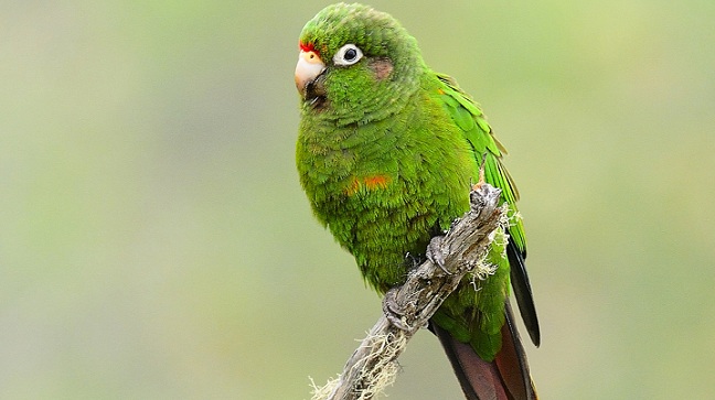 Ave Periquito de Santa Marta (Pyrrhura viridicata), especie endémica. Foto Sebastián Ballesteros. 