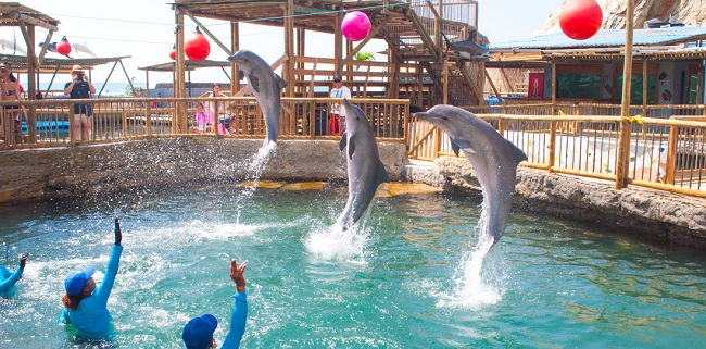 Los delfines son las estrellas del Acuario Rodadero. 