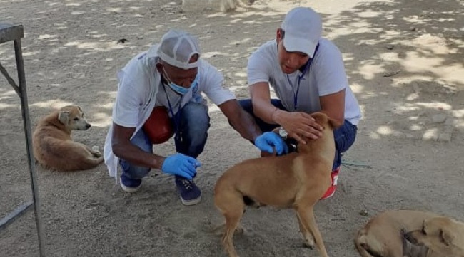 El proyecto que inició en diciembre de 2019, se llegaron a esterilizar a 2.335 animales, y se culminó en enero sumando 1.665 caninos y felinos dando un total de 4.000 animales beneficiados.