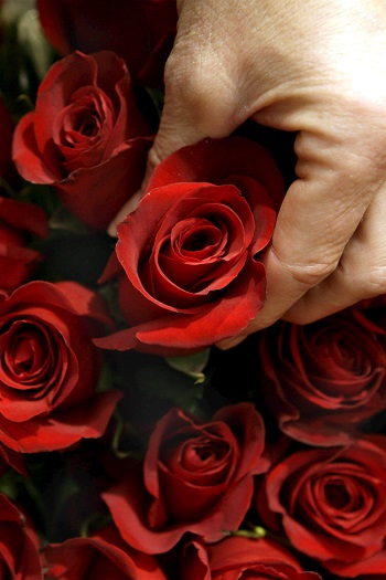 Un vendedor toma un rosa de Colombia en un mercado de flores en Hamburgo, Alemania