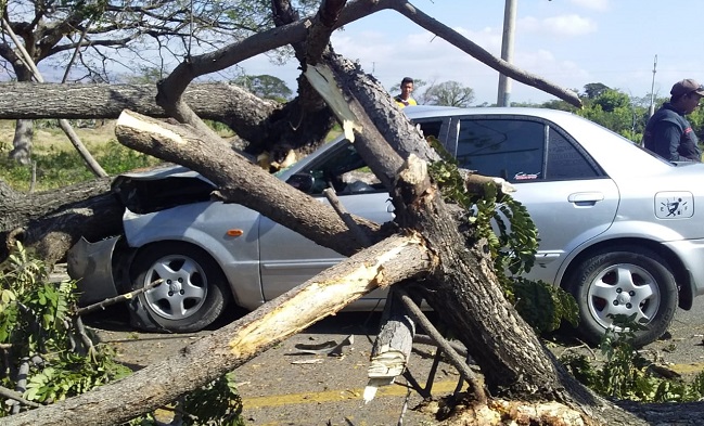 El árbol cayó encima de un automóvil en el municipio de Distracción, sur de La Guajira, con cuatro personas dentro. 