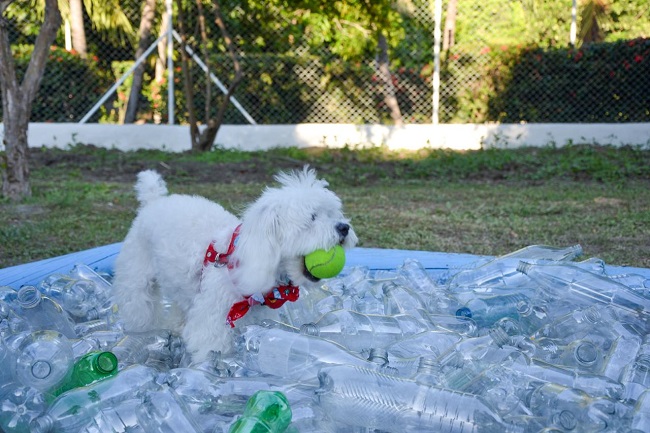 El novedoso proyecto, liderado por Isabella Cabrales, es la introducción del concepto "sin jaulas", además cuenta con espacios amplios para piscinas repletas de botellas plásticas. 