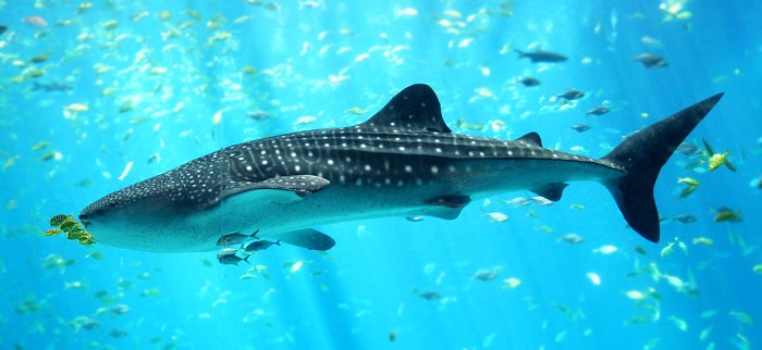 El tiburón ballena puede llegar a medir hasta 20 metros de longitud y pesar más de 34 toneladas.