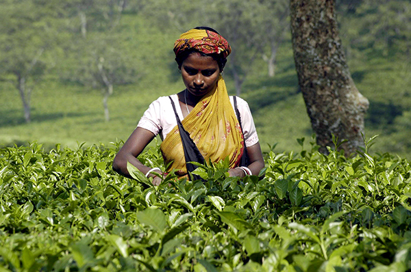 Tras este desastre de las plantaciones de café en las colonias británicas se realizó una campaña con el fin de que todo el imperio británico bebiera té en lugar de café. En la imagen, un amante del té sostiene una bolsita de té en Londres, Reino Unido. (Foto: Andy Rain.)