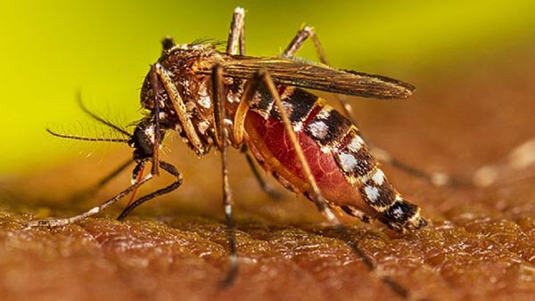 Los mosquitos infectados pueden ser transportados en mercancías y equipajes, provocando la aparición de brotes en ciudades que antes no estaban consideradas como áreas de riesgo.