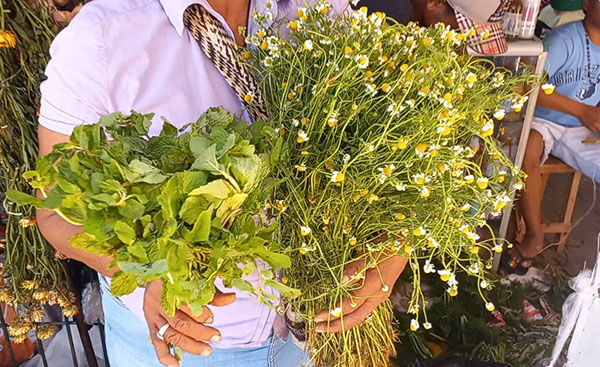Plantas de hierbabuena (izquierda) y de manzanilla (derecha). Plantas de hierbabuena (izquierda) y de manzanilla (derecha).