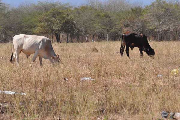 Las fincas o hectáreas de tierras de pueblos del Magdalena permanecen sin vigilancia.