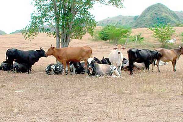 La pérdida de ganado es uno de los delitos que no tienen transcendencia en los procesos judiciales en gran parte del Magdalena.