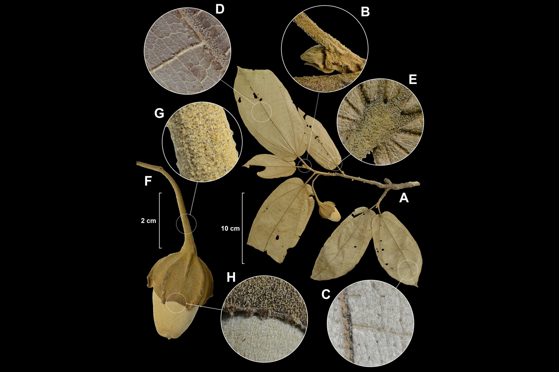 Fotografía sin fechar cedida por el Instituto Smithsonian de Investigaciones Tropicales (STRI) en la que se ve una de las nuevas especies de arboles identificadas en Panamá y Colombia. informó el ente científico con sede en la capital panameña. EFE/ Instituto Smithsonian De Investigaciones Tropicales. EFE