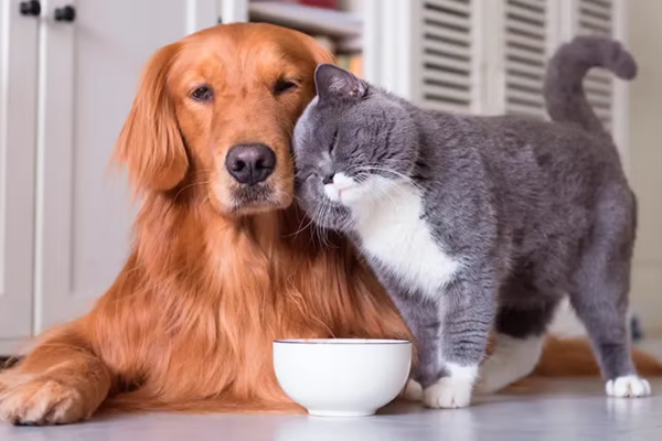 Perros y gatos lideran la lista de mascotas más comunes en los hogares colombianos. Su presencia ha aumentado significativamente en los últimos años. Foto/ archivo.