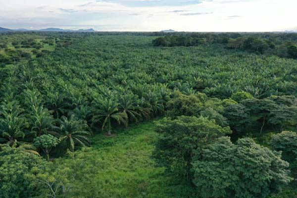 Cultivo de palma de aceite en Colombia, motor clave del crecimiento agroindustrial durante el primer semestre de 2025.