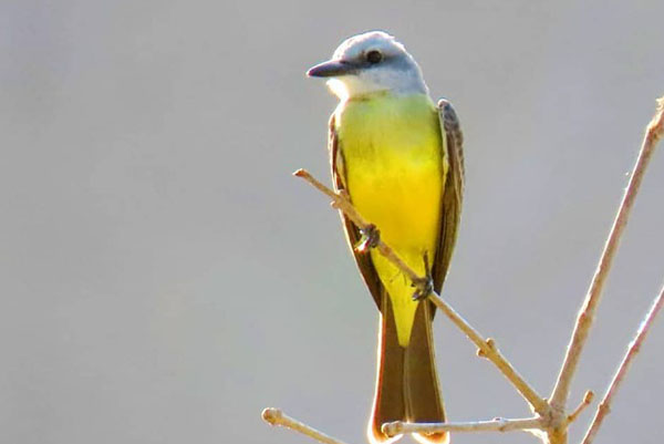 Sirirí’- 23/02/2020.  Aves de  Santa Marta
